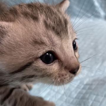 マンチカン(短足)【静岡県・男の子・2022年6月3日・シルバータビー】の写真「短足　イケメン君❣️」