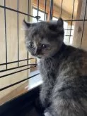キンカロー【静岡県・女の子・2025年2月5日・ブルーパッチドタビー】の写真2「ちょっぴり　寂しいわ😿」