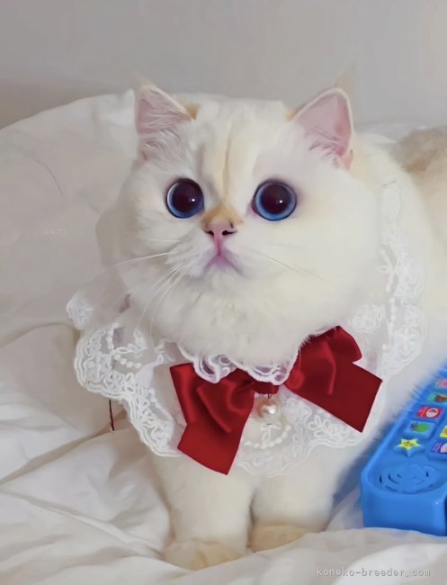森佑希ブリーダー