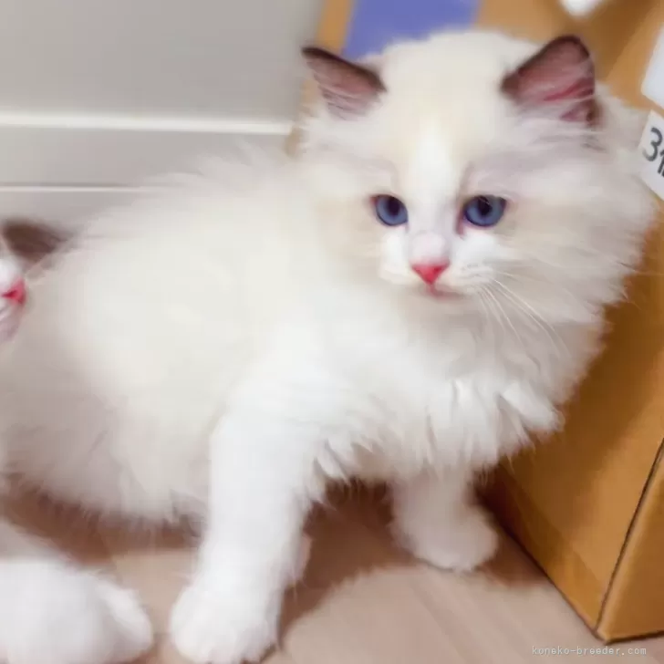ID:2406-03120の子猫
