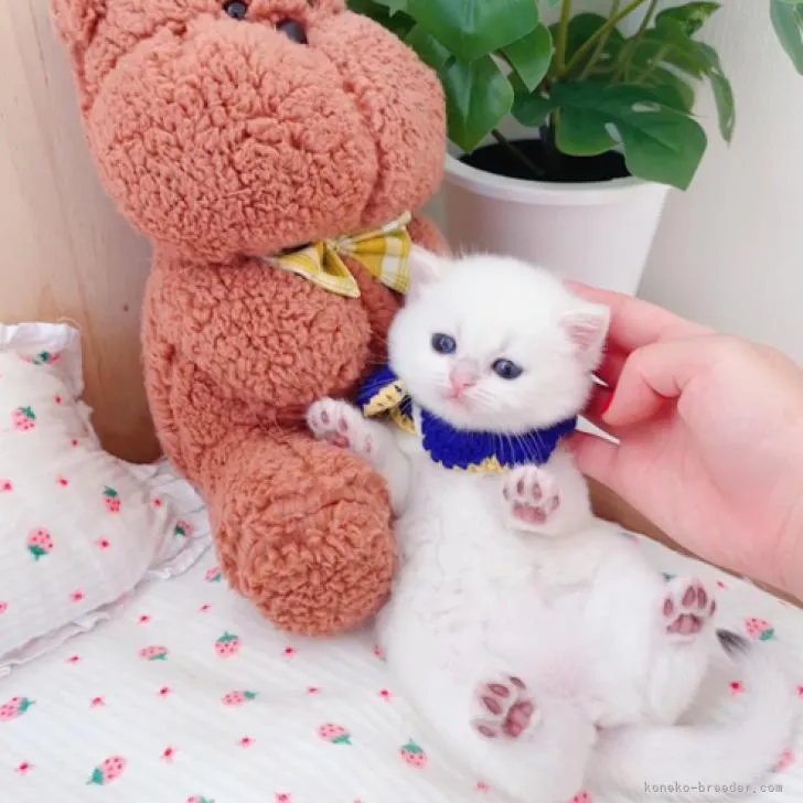 ID:2209-02463の子猫