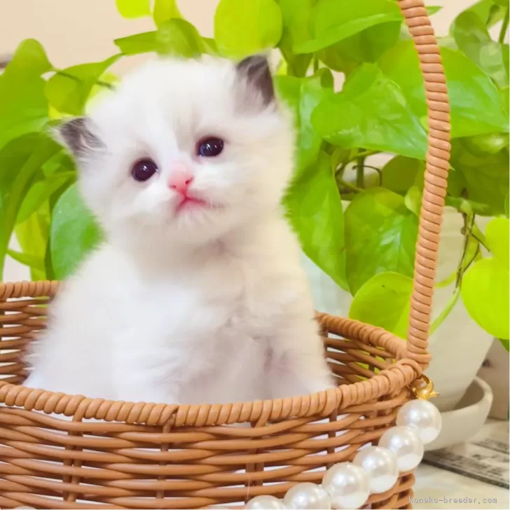 K.Y 様のお迎えした子猫