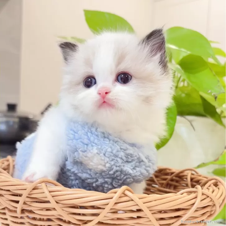 ID:2412-00821の子猫