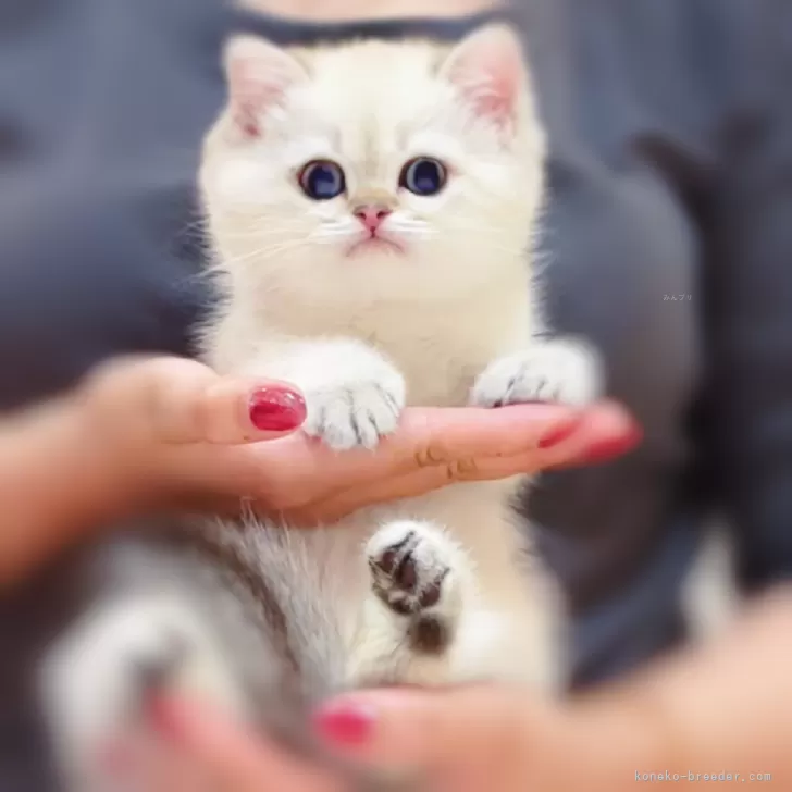 ID:2504-02801の子猫