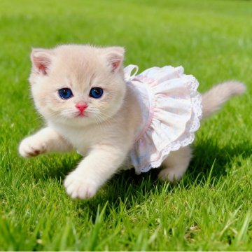 ブリティッシュショートヘア【埼玉県・女の子・2025年8月7日・ブルーゴールデン】の写真「むっちりコロッコロ🍼可愛い子」