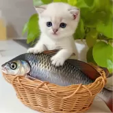 ブリティッシュショートヘア