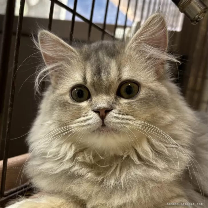 ID:2410-03369の子猫