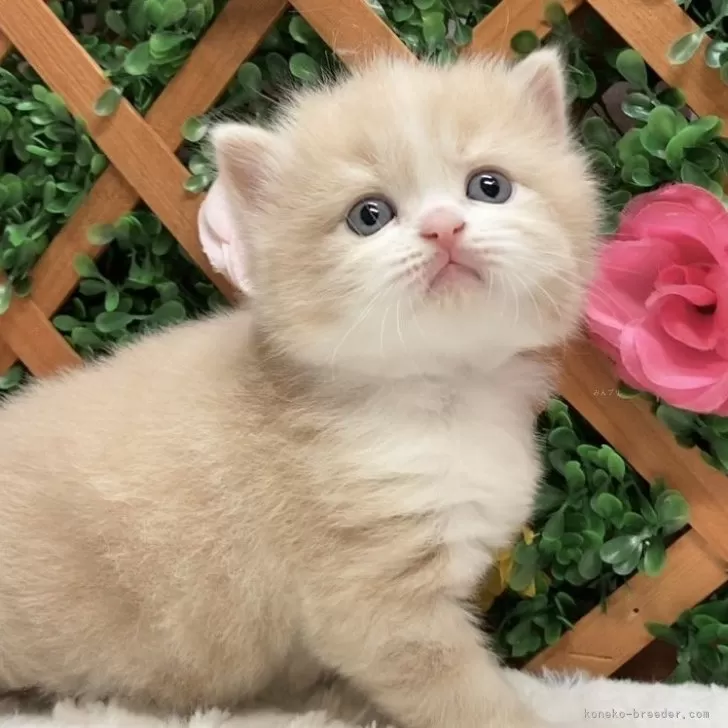 ID:2404-01676の子猫