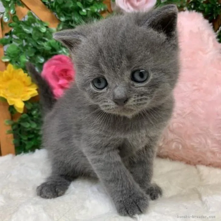 EMI 様のお迎えした子猫