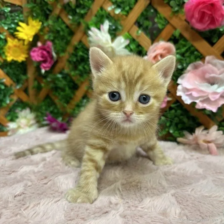 K.K 様のお迎えした子猫