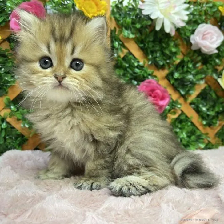 ID:2207-02003の子猫