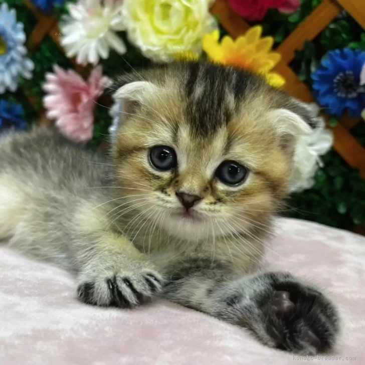ID:2503-01817の子猫