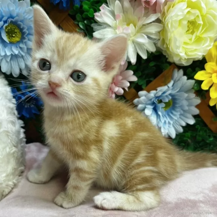 ID:2504-00379の子猫