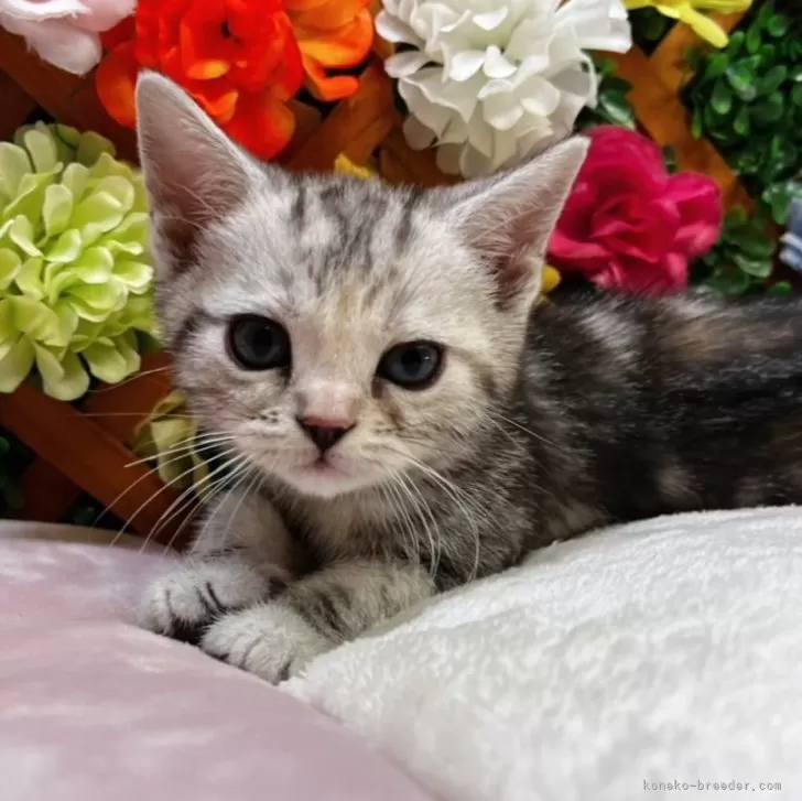 ID:2504-00679の子猫