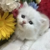 スコティッシュストレート