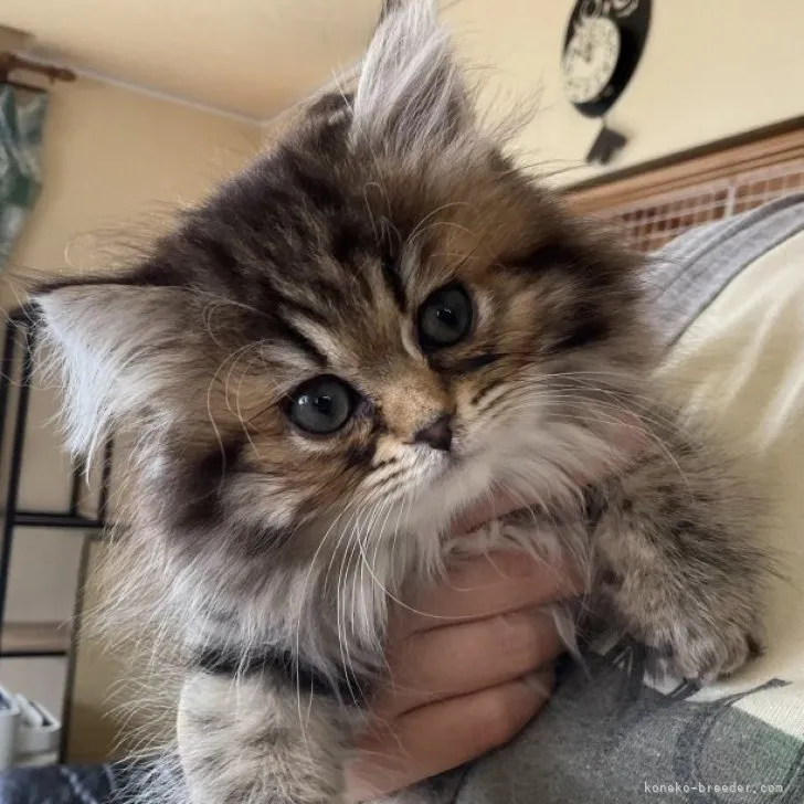 ID:2304-03295の子猫