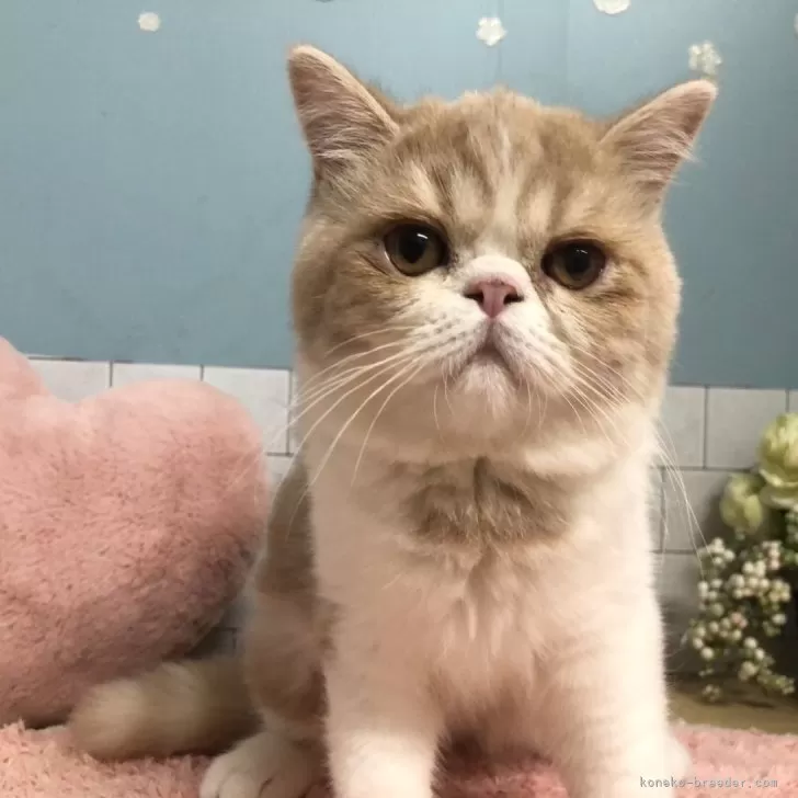 ID:2410-00706の子猫