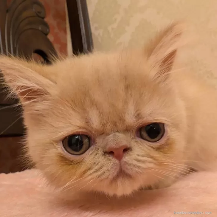 ID:2412-01869の子猫