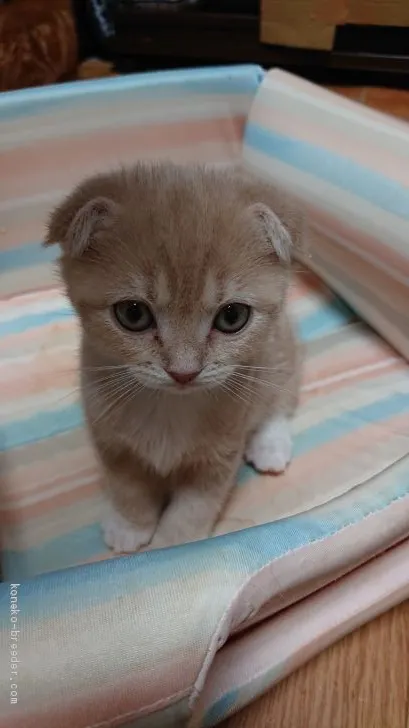 ID:2012-01194の子猫