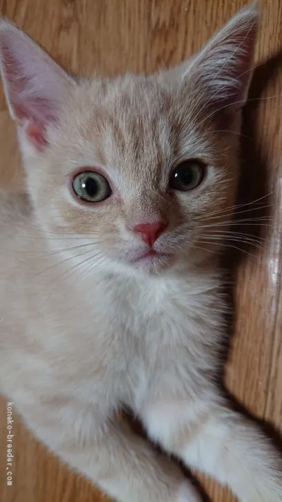 ID:2012-01195の子猫