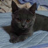 ブリティッシュショートヘア