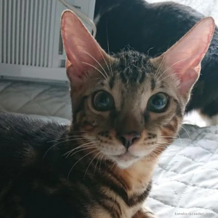 ID:2209-01736の子猫