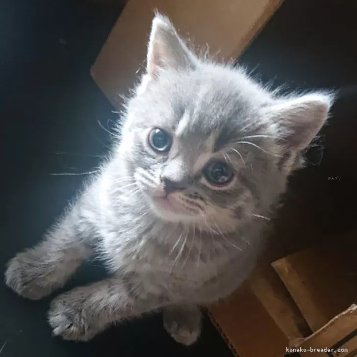 ID:2503-00992の子猫