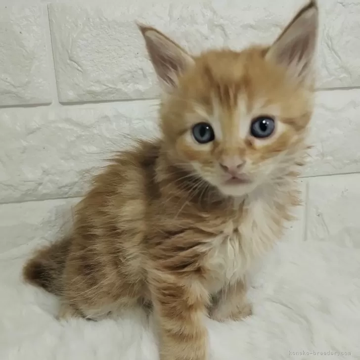 ID:2412-00078の子猫