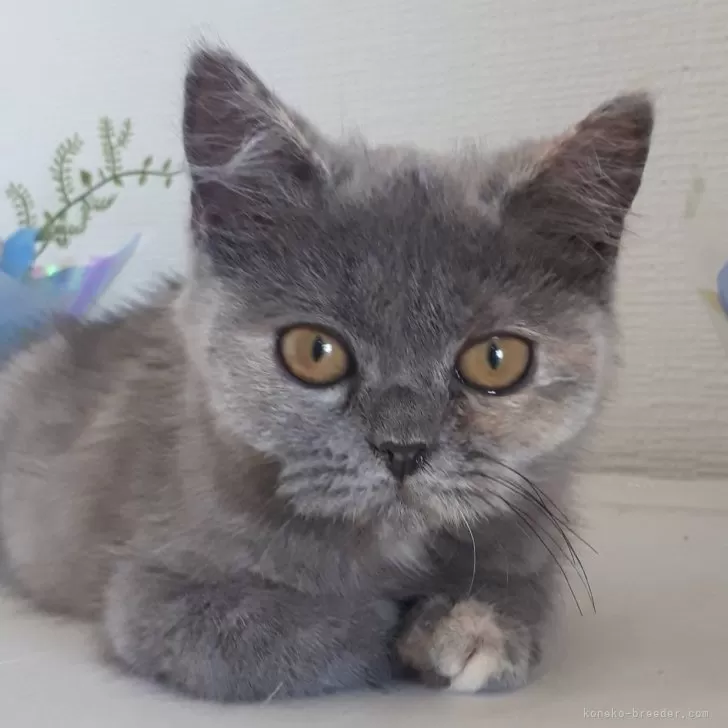 ID:2405-01333の子猫