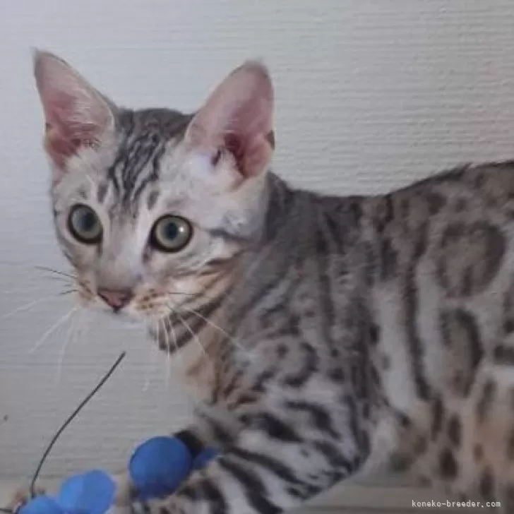 ID:2406-01682の子猫