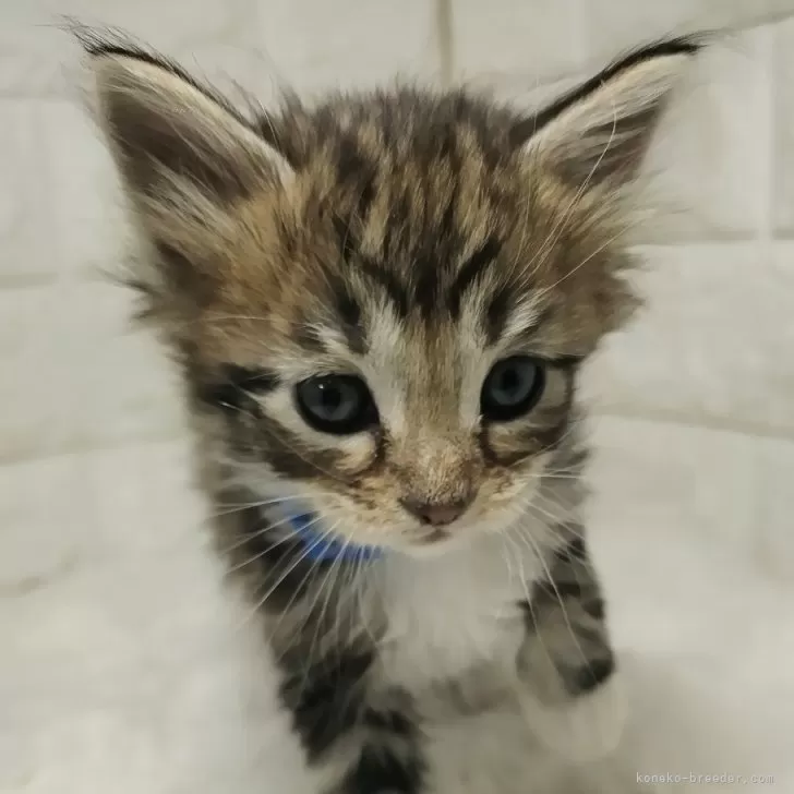 さとちゃんマン 様のお迎えした子猫