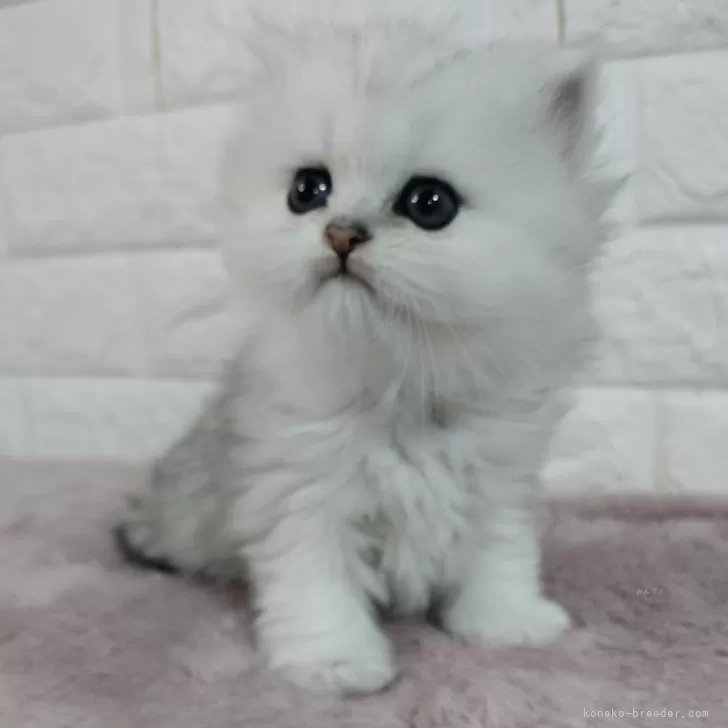 ID:2402-01581の子猫
