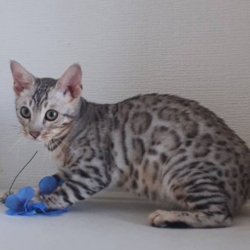 シルバー(スモーク)系のベンガルの子猫を探す｜ブリーダー直販の子猫販売【みんなの子猫ブリーダー】