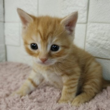 マンチカン(長足)【静岡県・男の子・2024年6月15日・レッドタビー】の写真「めちゃくちゃ甘えん坊さん😺可愛いお顔の男の子🥰」