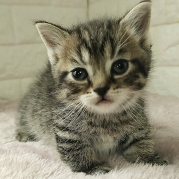 マンチカン(短足)【静岡県・男の子・2024年1月11日・ブラウンタビー（短毛）】の写真「極短足の甘えん坊ちゃん🥰抱っこ大好き男の子👦」