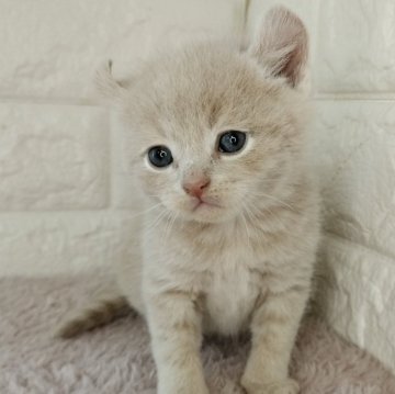 キンカロー【静岡県・男の子・2024年1月25日・クリームタビー（短毛）】の写真「くるっとカール耳に可愛いお顔の男の子👦」