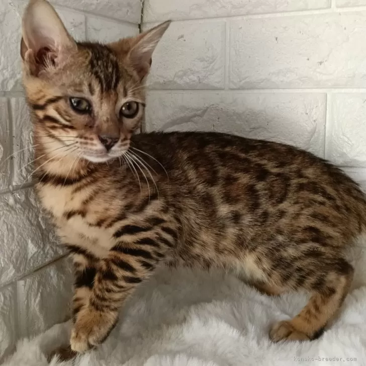 ID:2502-00855の子猫