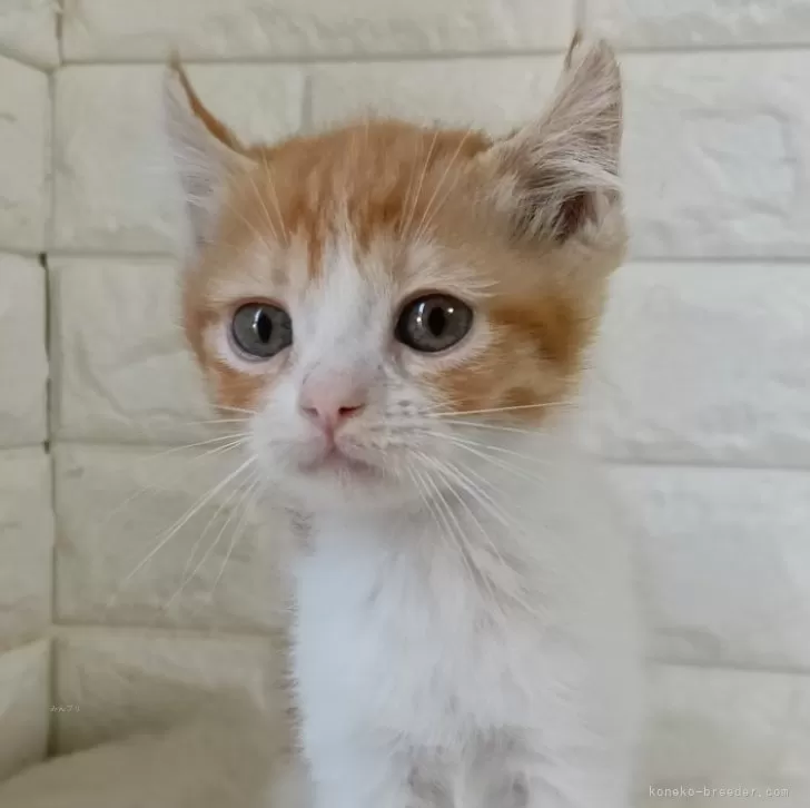 ID:2502-01457の子猫