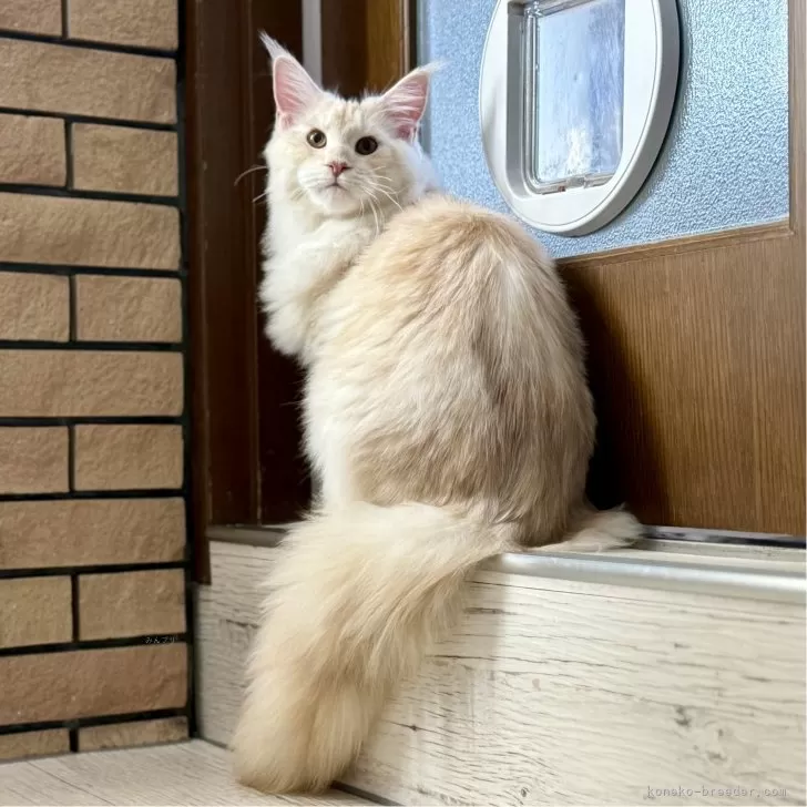 ID:2405-03476の子猫