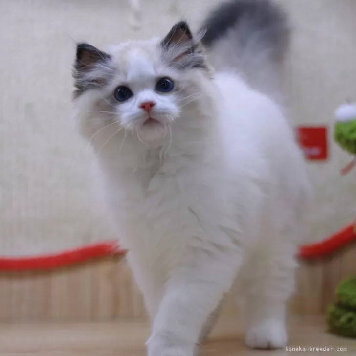 ID:2504-01536の子猫