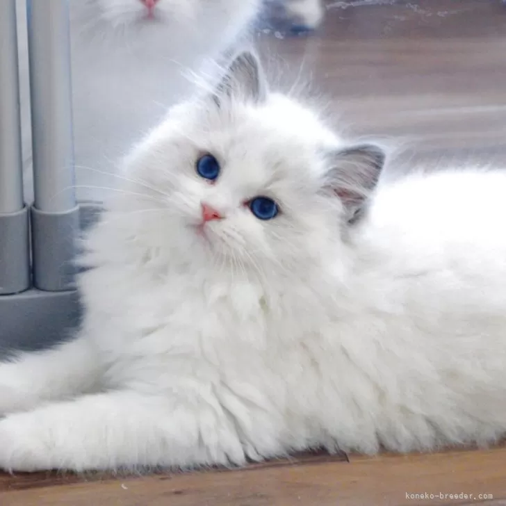 ID:2504-01551の子猫
