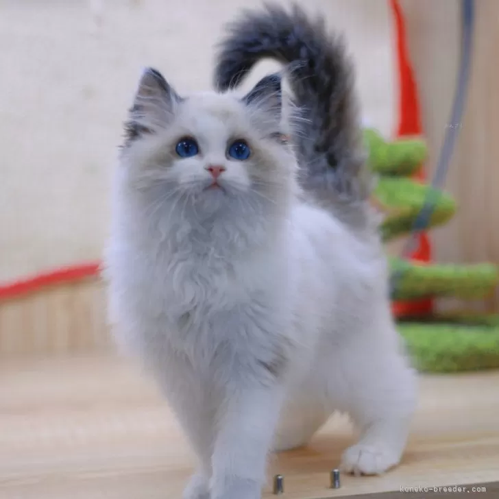 ID:2504-01549の子猫