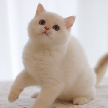 ブリティッシュショートヘア【大阪府・男の子・2025年6月1日・ゴールデンポイント】の写真「元気な男の子」