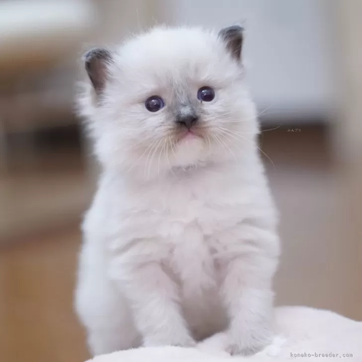 ID:2502-02455の子猫