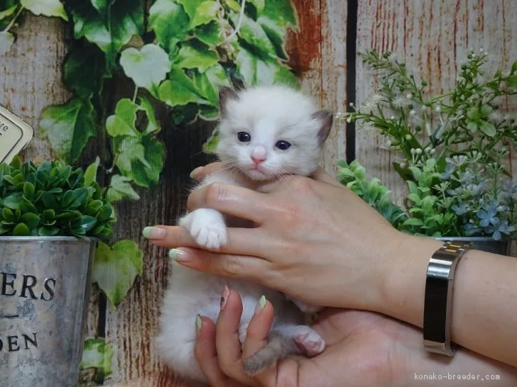 ID:2004-00050の子猫