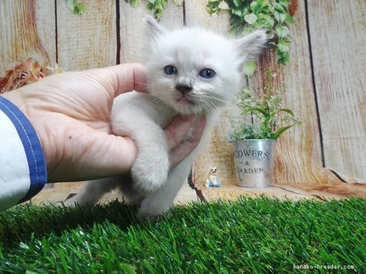 ID:2008-01996の子猫