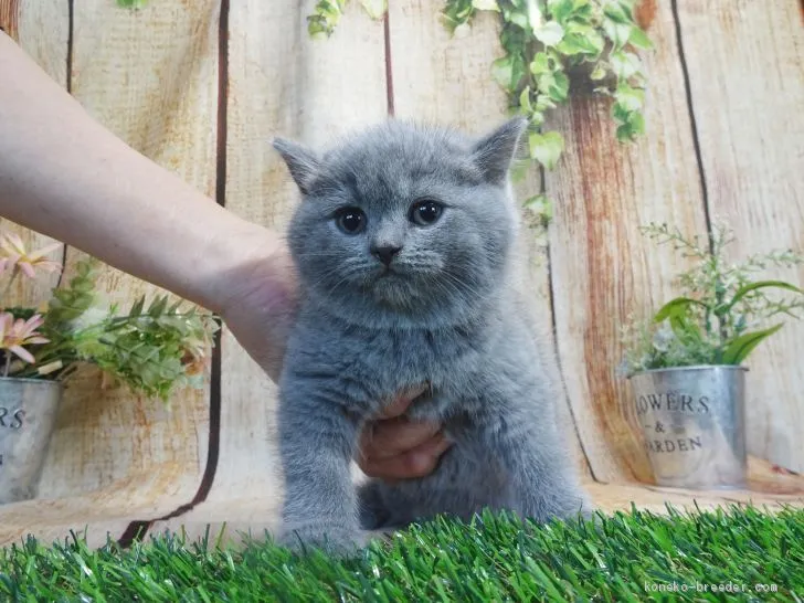ID:2011-01638の子猫