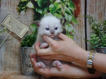 ラグドール【岡山県・男の子・2020年3月18日・シールポイントミテッド】の写真「成長が楽しみな男の子♪」