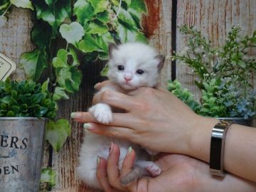 ラグドール【岡山県・男の子・2020年3月18日・ブルーポイントバイカラー】の写真「人気のブルーポイントバイカラーの男の子♪」