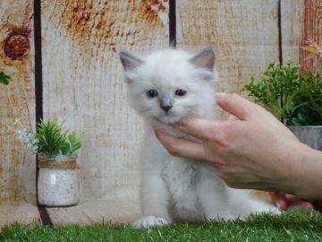 ラグドール【岡山県・男の子・2020年3月22日・ブルーポイントミテッド】の写真「ちょっぴりシャイな男の子♪」